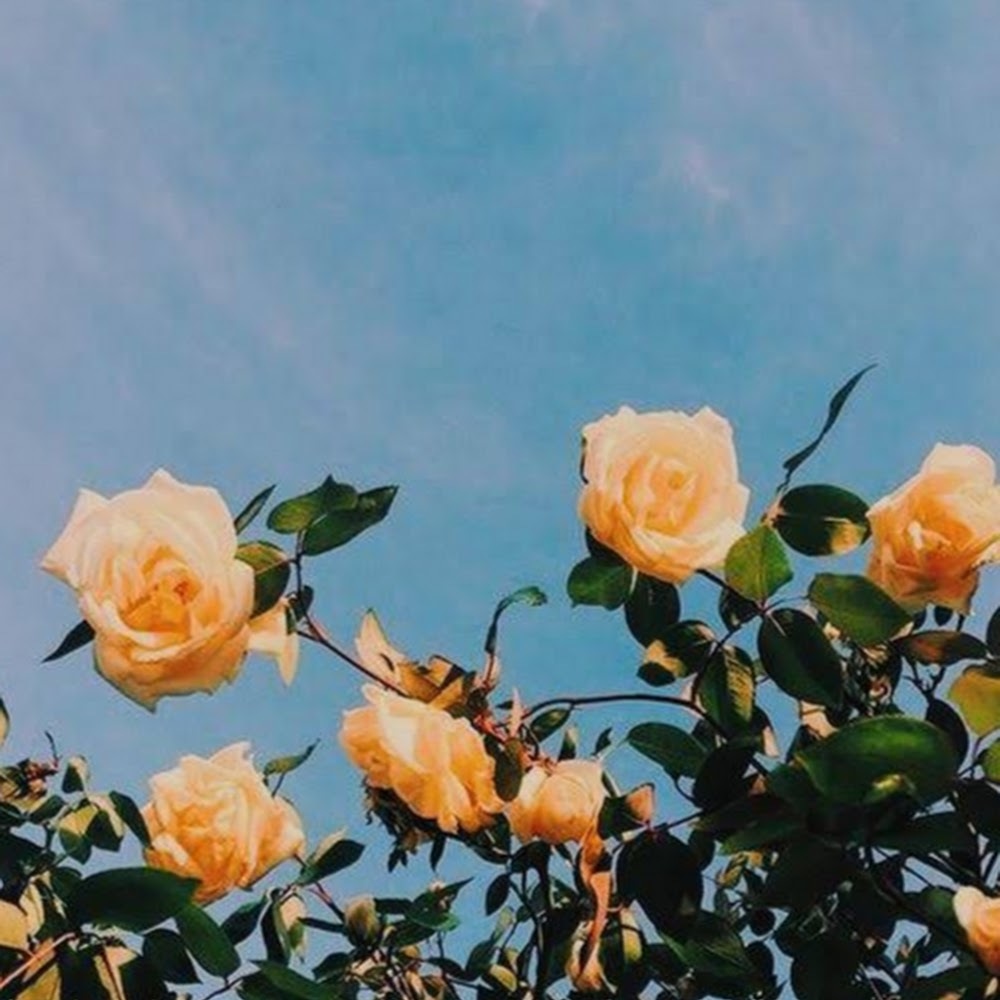 Meet your Posher, Annemarie